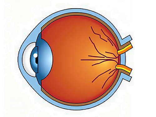 Строение человеческого глаза